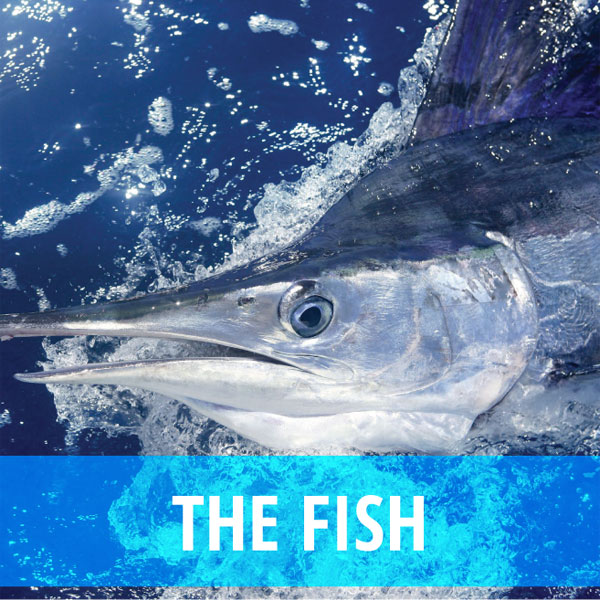 The Fish - Madeira Charter